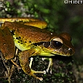 Litoria_jungguy (Jungguy Frog) in Centenary Lakes<br />Canon EOS 7D + EF70-200 F4.0L + EF1.4xII + SPEEDLITE 580EXII